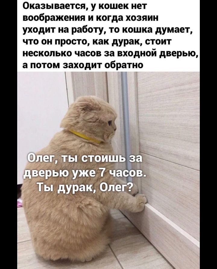 Оказывается у кошек нет воображения и когда хозяин уходит на работу то кошка думает что он просто как дурак стоит несколько часов за входной дверью а потом заходит обратно