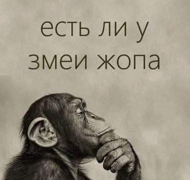 есть ли у змеи жопа