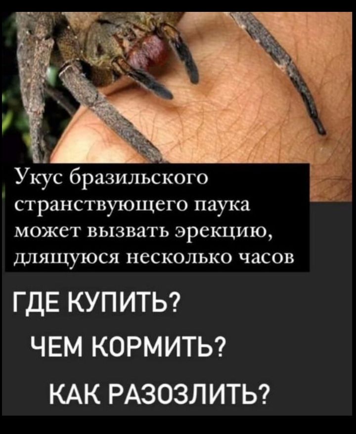 Укус бразильского странствующего паука МОЖСТ ВЬХЗВЯТЬ ЭРСКЦИЮ дПЯЩУЪОСЯ НЕСКОЛЬКО ЧЯСОВ ГДЕ КУПИТЬ ЧЕМ КОРМИТЬ КАК РАЗОЗЛИТЬ