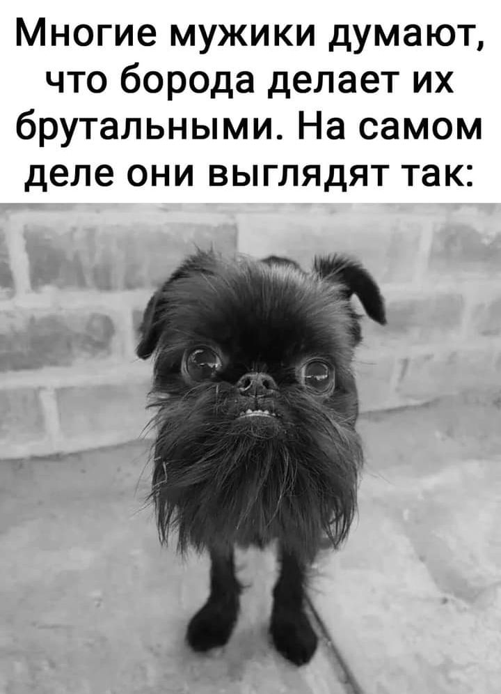 Многие мужики думают что борода делает их брутальными На самом деле они выглядят так