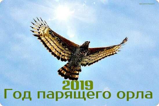 2 19 Год парящего орла