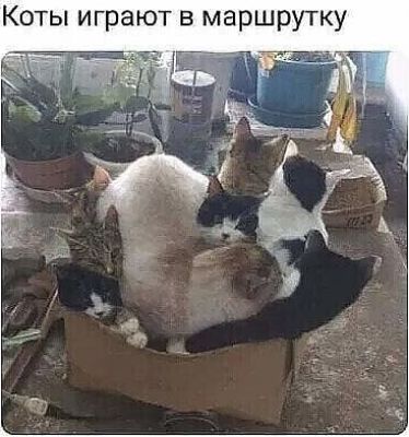 Коты играют в маршрутку