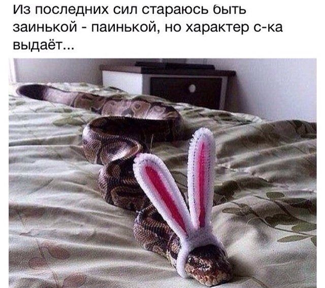Из последних сил стараюсь быть заинькой паинькой но характер ска выдаёт