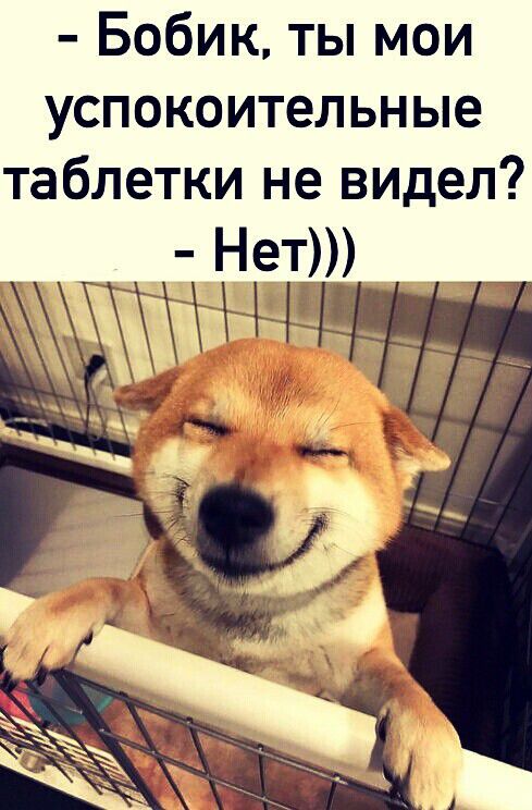 Бобик ты мои успокоительные таблетки не видел Нет