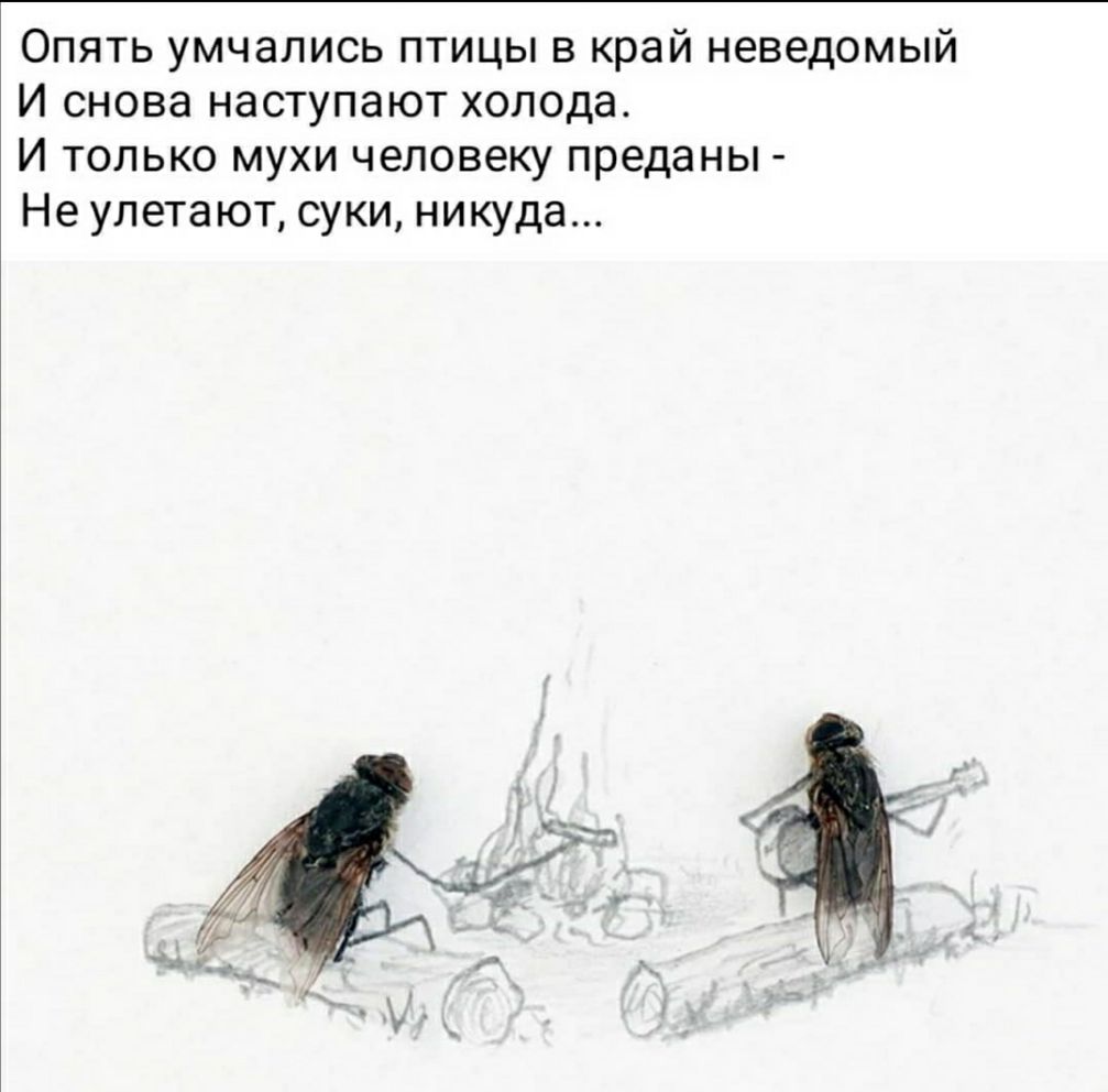 Опять умчались птицы в край неведомый И снова наступают холода И только мухи человеку преданы Не улетают суки никуда