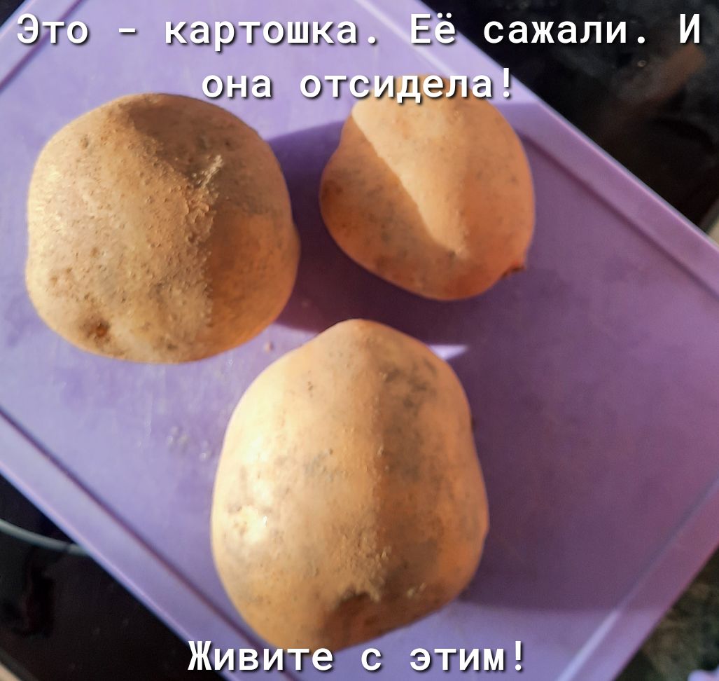 картошка И она отсуг