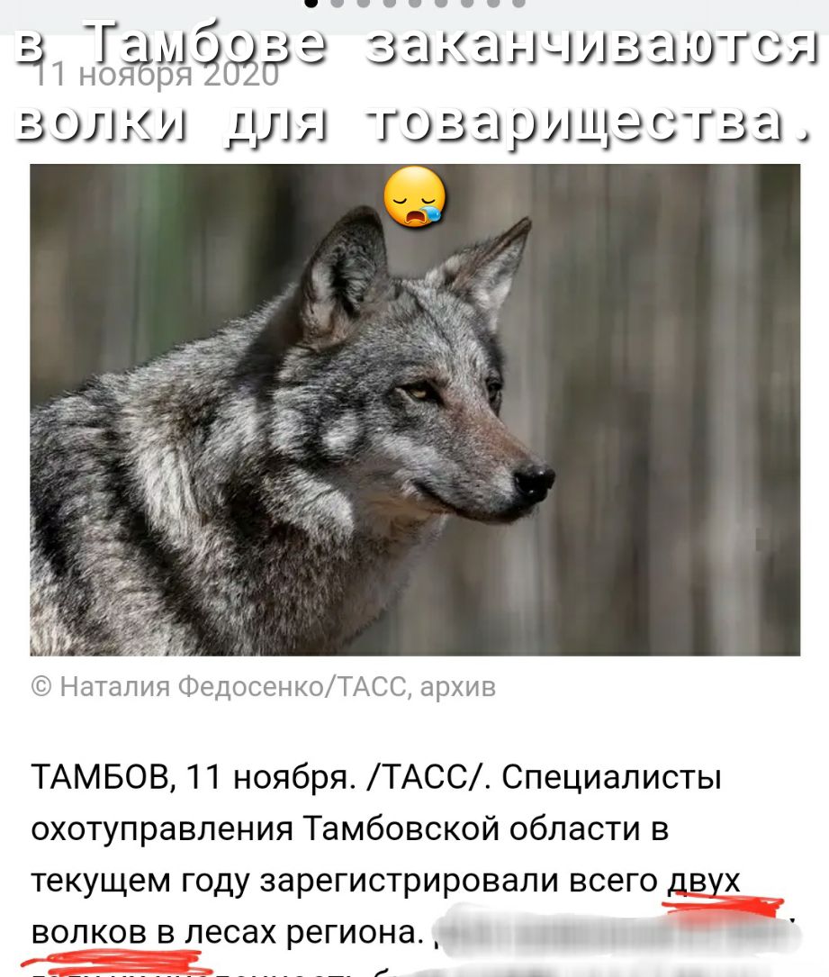 Её1НОЙЁЕЬЦЗОЁб 33 3131111311 ГЗ ЗОЛЙЛ ЛЯ ГОЗЫРЛЩЭСТЗЫ ЬЗ Наталия ФедосенкоТАСС архив ТАМБОВ 11 ноября ТАСС Специалисты охотуправления Тамбовской области в текущем ГОДУ ЗЭРЕГИСТРИРОВЭЛИ ВСБГО ДВУХ ВОЛКОВ В лесах региона _ _____ _ _ и