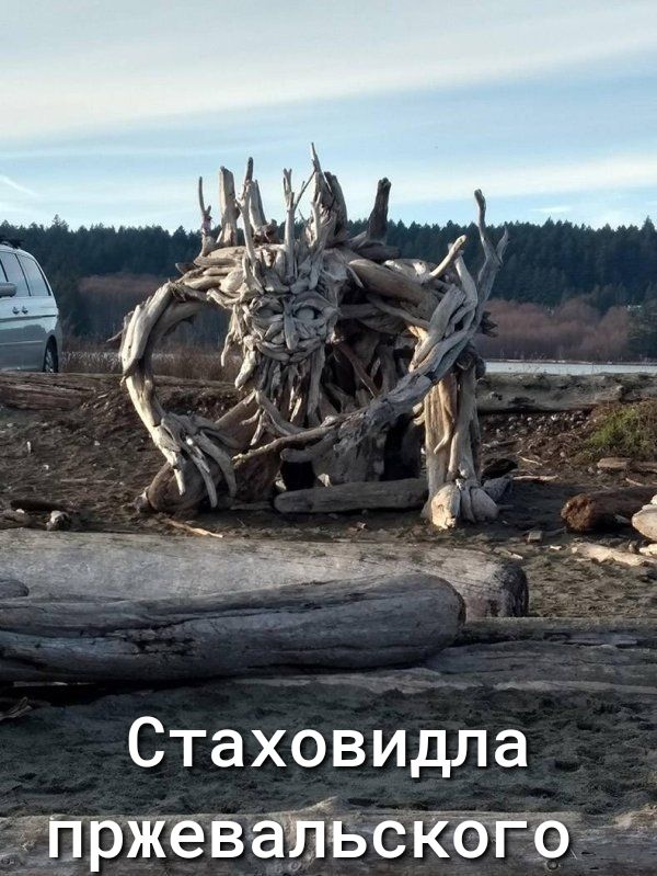 Стаховидла пржевайьсКбгод