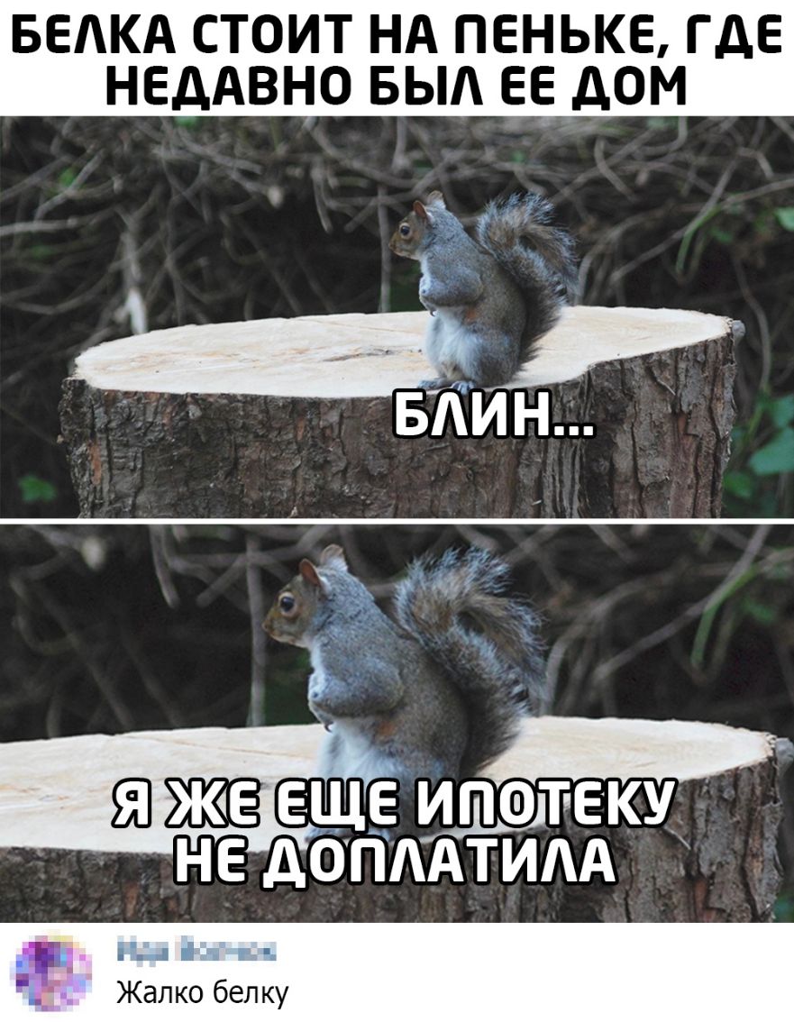 БЕАКА СТОИТ НА ПЕНЬКЕ ГДЕ НЕДАВНО БЫА ЕЕ дОМ у ЖКЁЕЩЕ ип одтеку не допдАтидд Н_ 131 тн ь Жалко белку