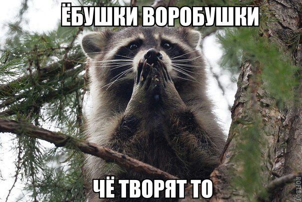 ЕБУШВИ ВПРПБУШНИ
