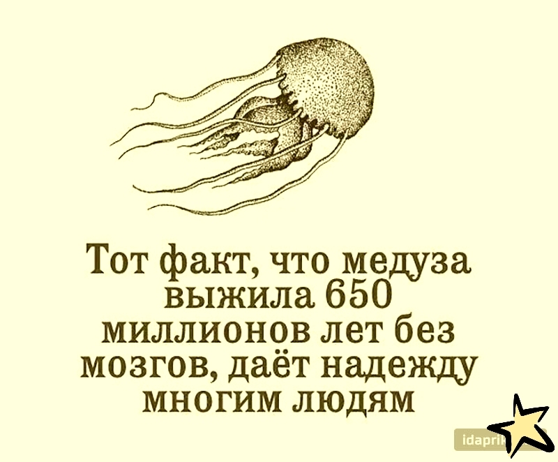 Тот факт что медуза выжила 650 миллионов лет без мозгов даёт надежду многим людям И