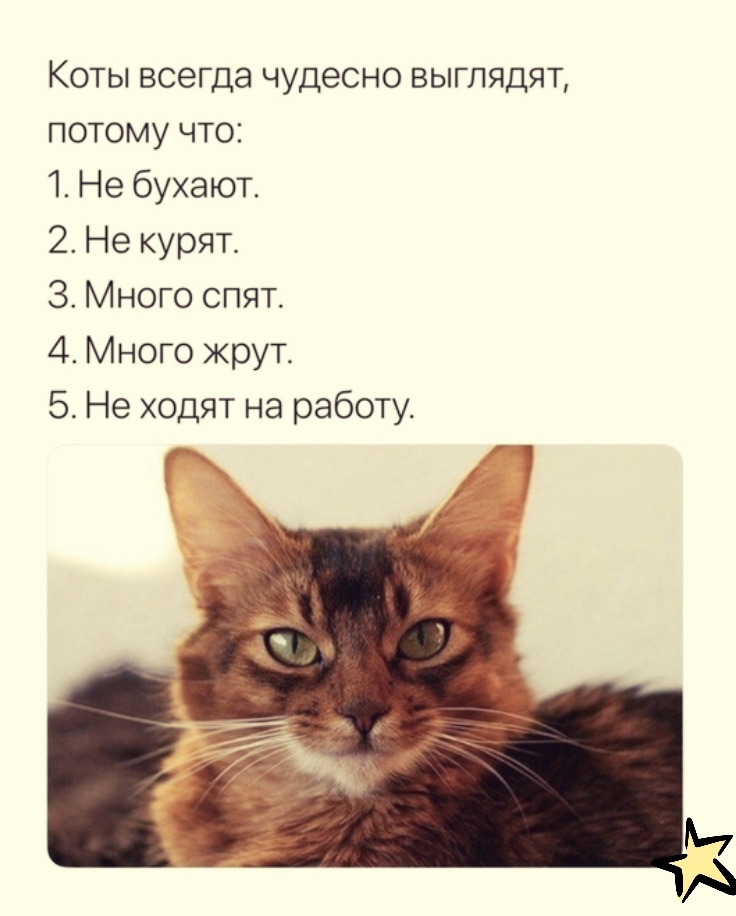 Коты всегда чудесно выглядят потому что 1 Не бухают 2 Не курят 3 Много спят 4 Много жрут 5 Не ходят на работу 1