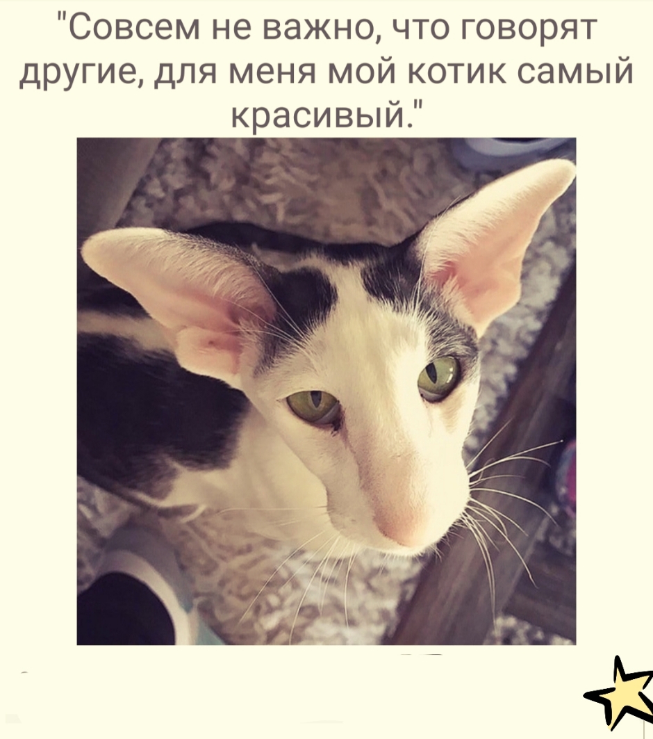 Совсем не важно что говорят другие для меня мой котик самый краси выи