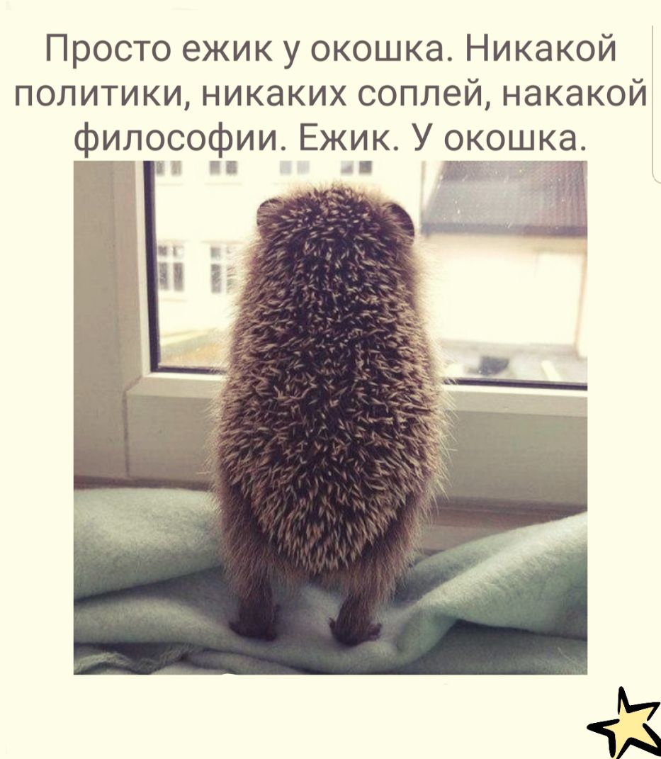 Просто ежик у окошка Никакой политики никаких соплей накакой философии Ежик У окошка