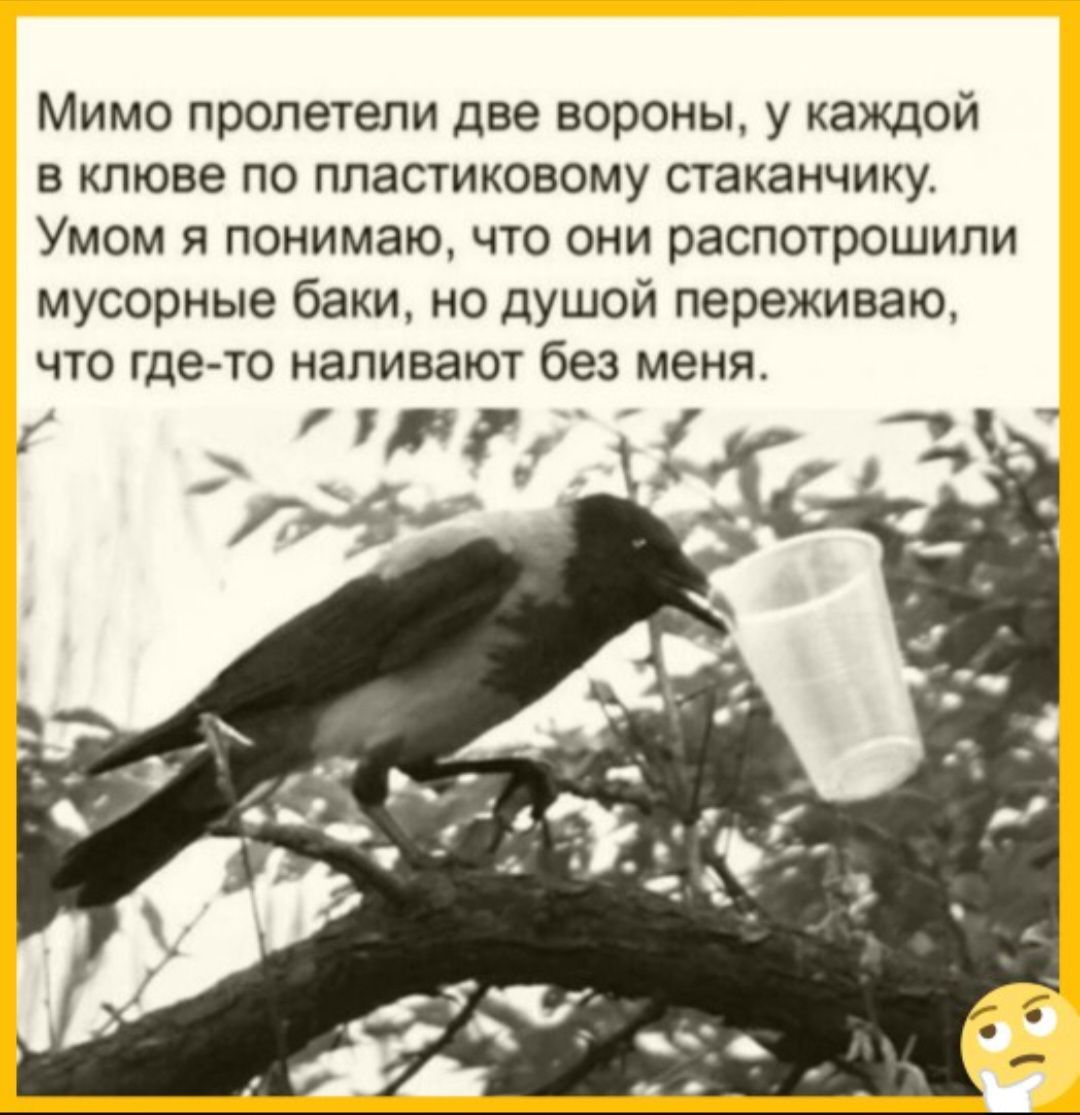 Мимо пролетели две вороны у каждой в клюве по пластиковому стаканчику Умом я понимаю что они распотрошили мусорные баки но душой переживаю что где то наливают без меня у пут 7а