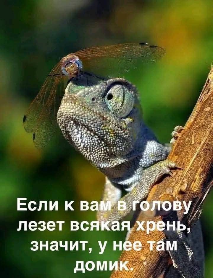 Если к вам в голову лезет всякая хрень, значит, у нее там домик.