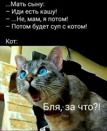 Мать сыну Иди есть кашу Не мам я потом Потом будет суп с котом Кот