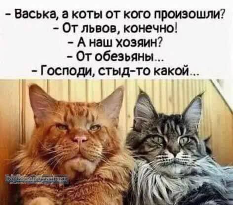 Васька а коты от кого произошли От львов конечно Анаш хозяин От обезьяны Господи стыд то какой