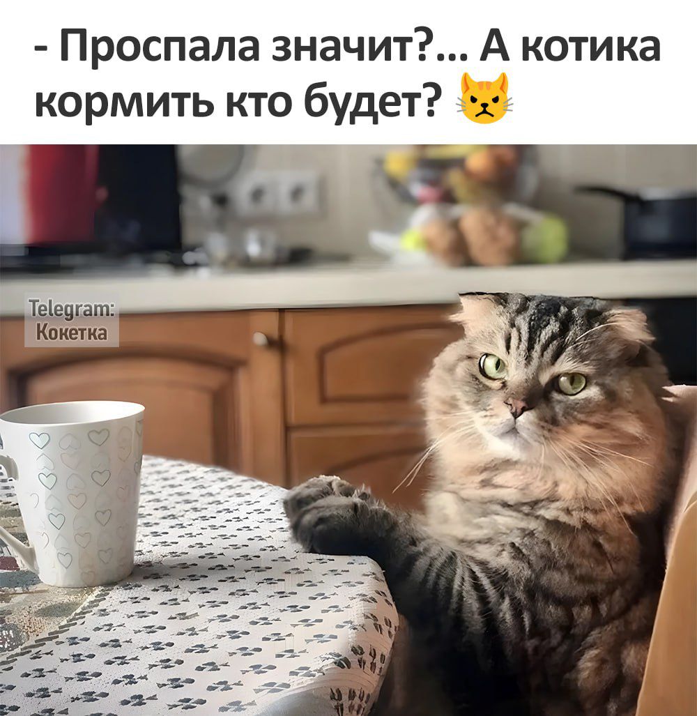 Проспала значит А котика кормить кто будет