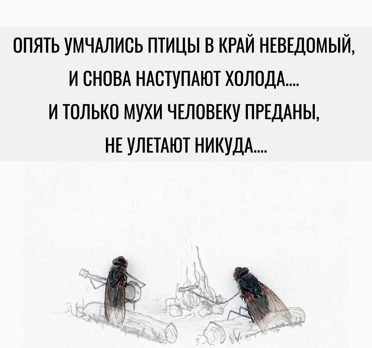 ОПЯТЬ УМЧАЛИСЬ ПТИЦЫ В КРАЙ НЕВЕДОМЫЙ И СНОВА НАСТУПАЮТ ХОЛОДА И ТОЛЬКО МУХИ ЧЕЛОВЕКУ ПРЕДАНЫ НЕ УЛЕТАЮТ НИКУДА ь