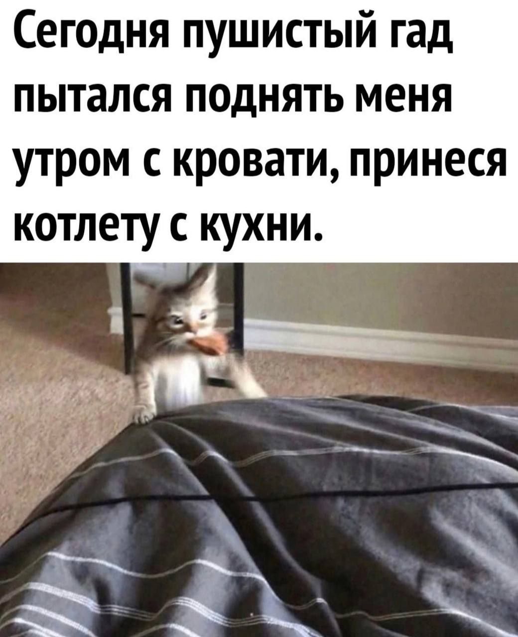 Сегодня пушистый гад пытался поднять меня утром с кровати принеся котлету с кухни