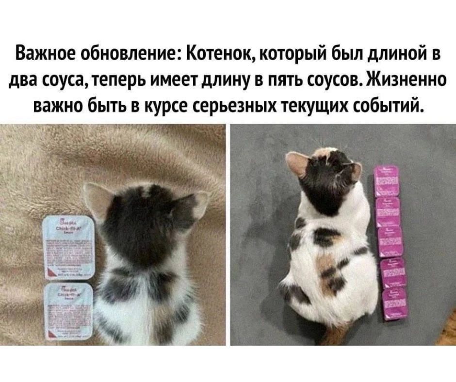 Важное обновление Котенок который был длиной в два соуса теперь имеет длину в пять соусов Жизненно важно быть в курсе серьезных текущих событий