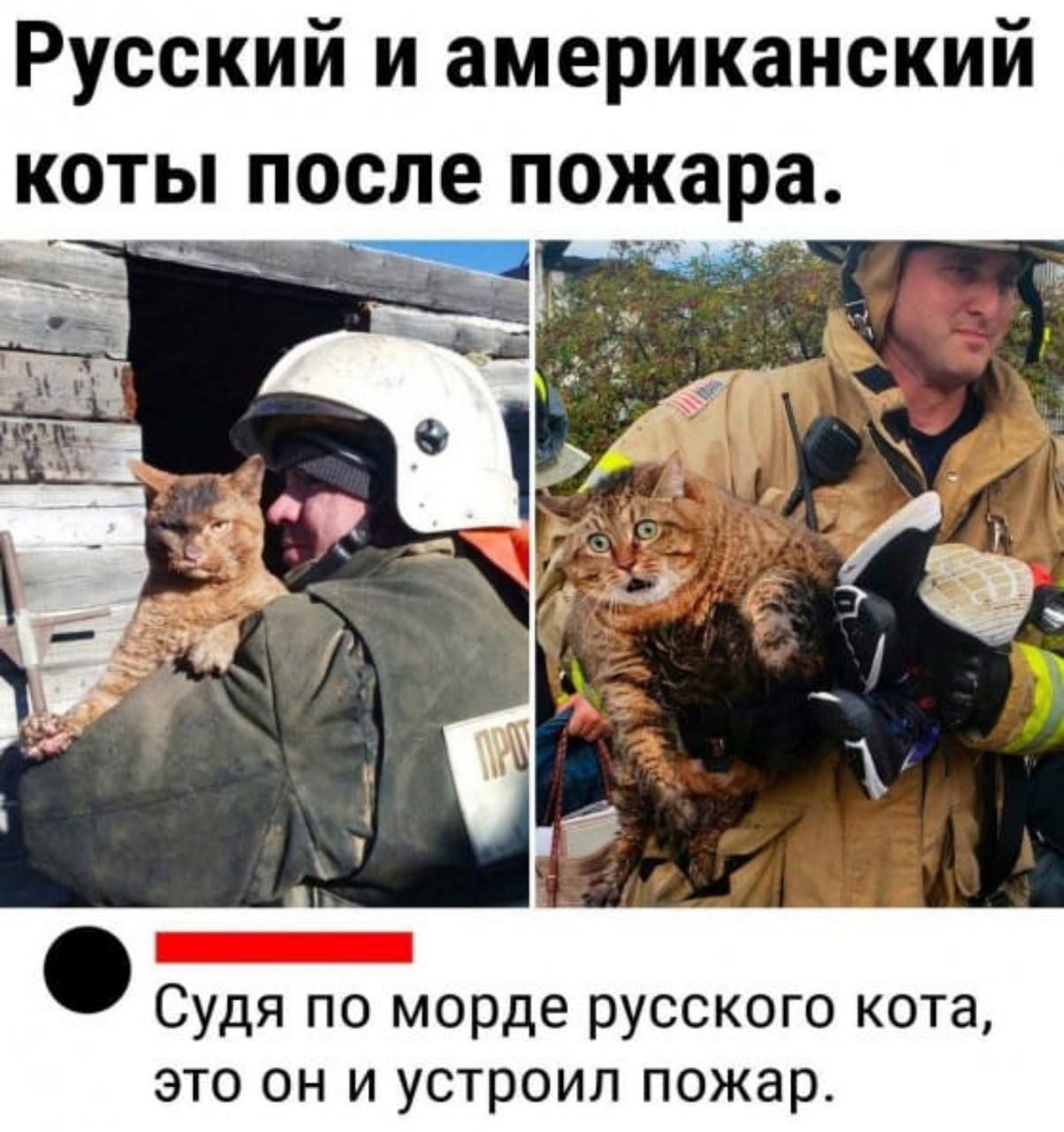 Русский и американский коты после пожара щ Судя по морде русского кота это он и устроил пожар