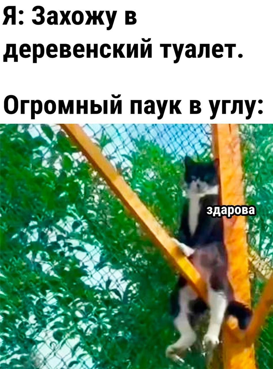 Я Захожу в деревенский туалет Огромный паук в углу й ы л аь РЕ оь щ П 32 5 здарова И ё Ма