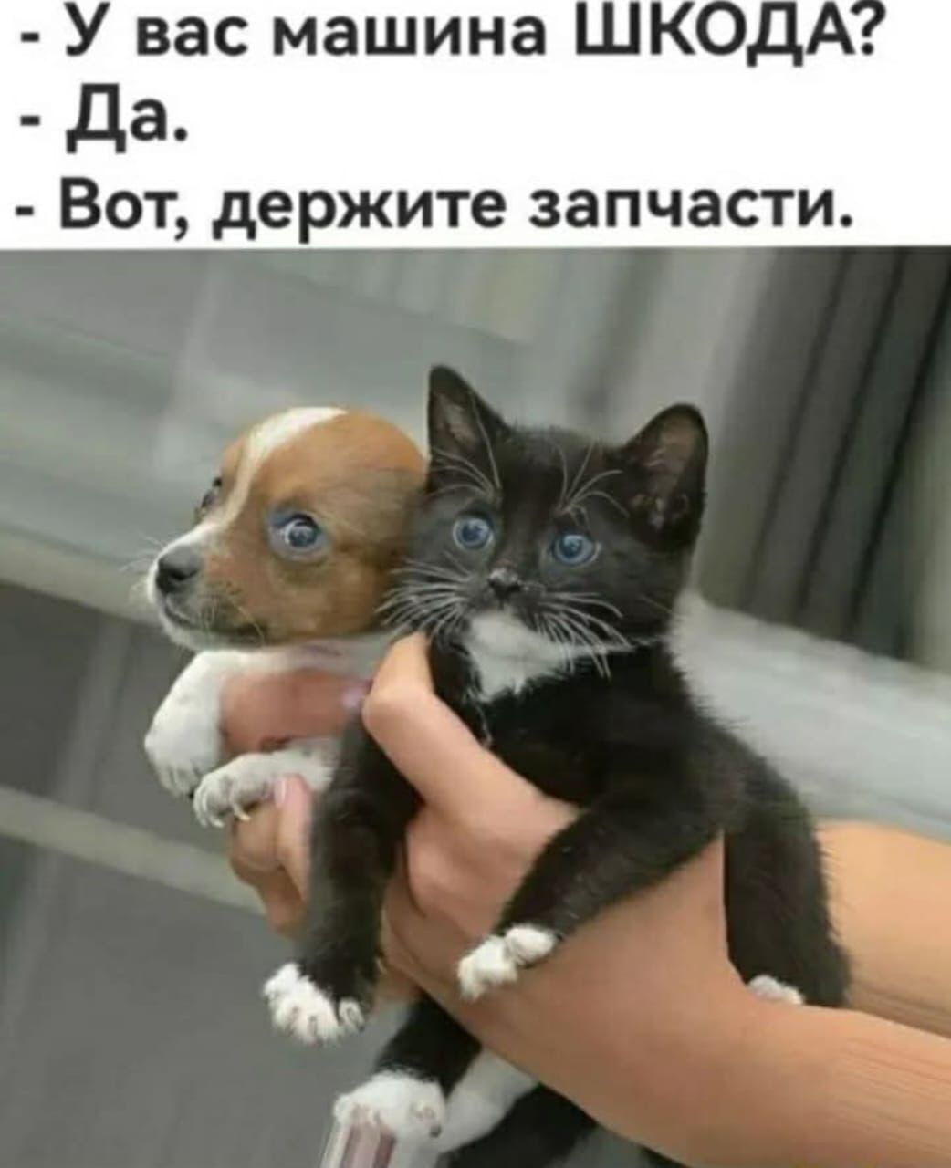 - У вас машина ШКОДА?
- Да.
- Вот, держите запчасти.