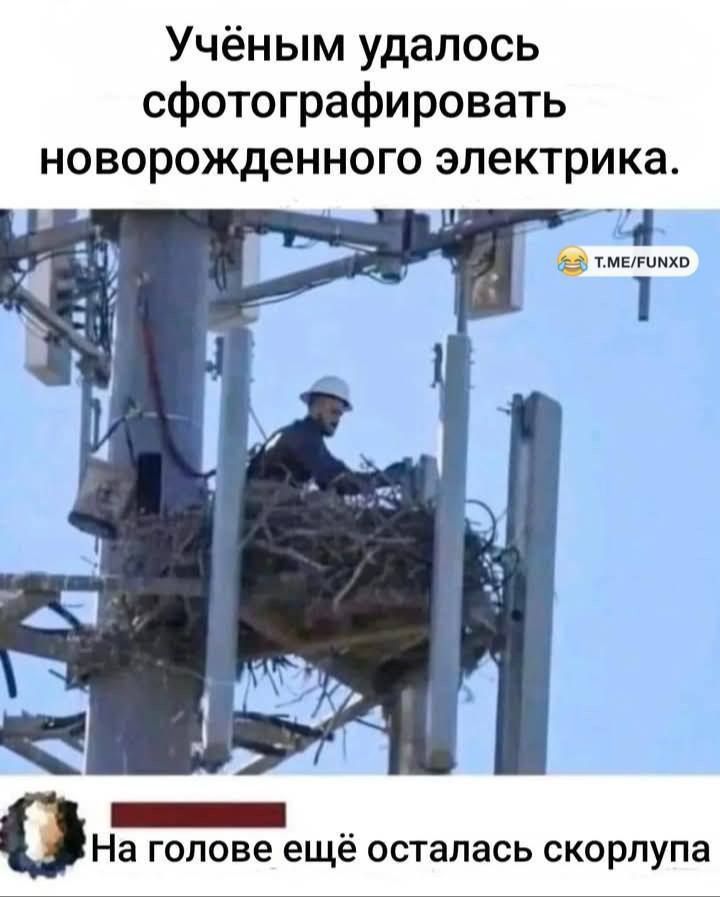Учёным удалось сфотографировать новорожденного электрика.
На голове ещё осталась сцепка.