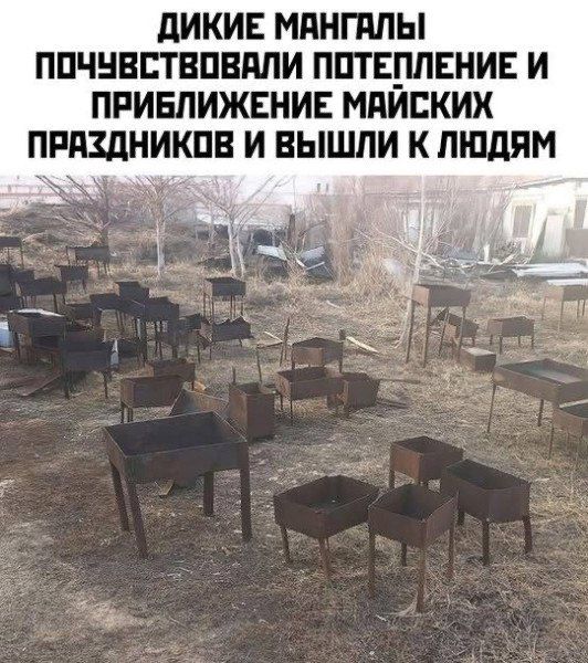 ДИКИЕ МANGАЛЫ ПОЧУВСТВОВАЛИ ПОТЕПЛЕНИЕ И ПРИБЛИЖЕНИЕ МАЙСКИХ ПРАЗДНИКОВ И ВЫШЛИ К ЛЮДЯМ