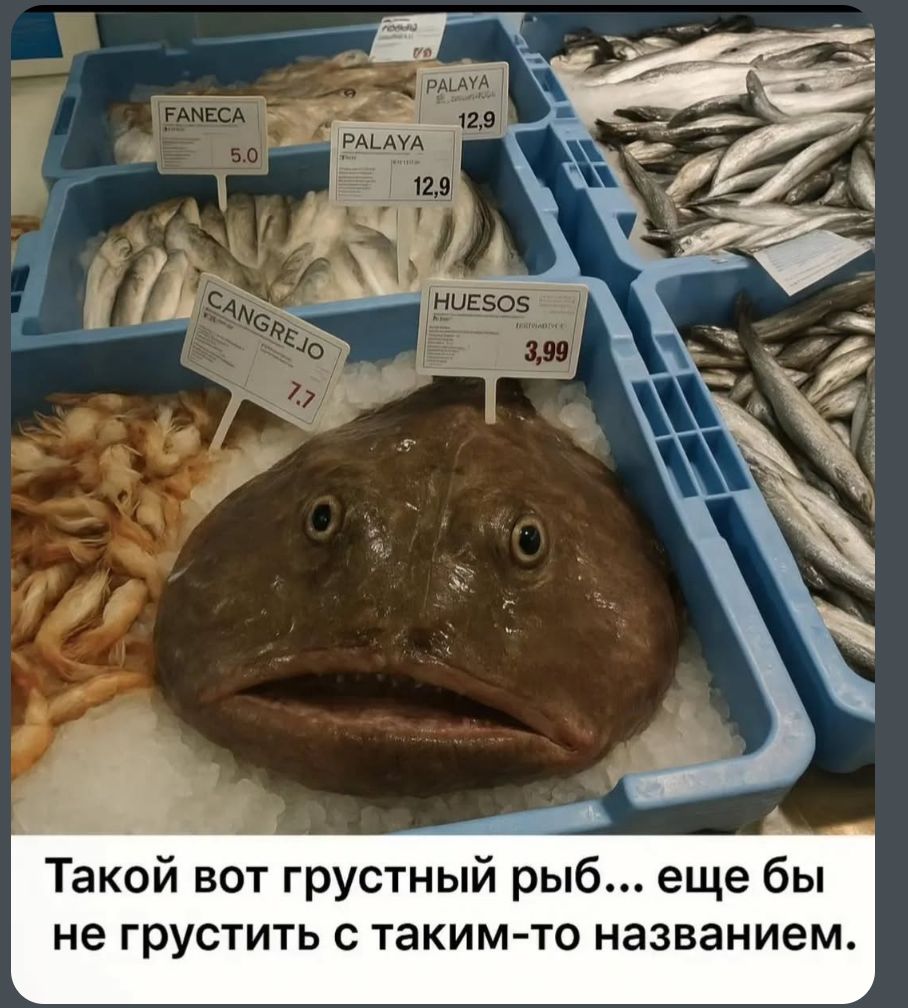 Такой вот грустный рыб... еще бы не грустить с таким-то названием.