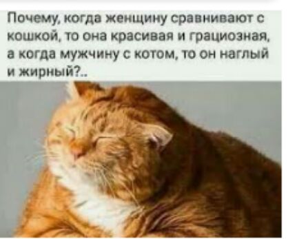 Почему иогпа женщину сравнивают с кошкой то она красивая и грациозная а КОГДВ мужчину С КОГОМ УО ОН НЭГЛЫЙ жирный