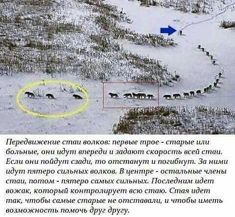 Передвижение стаи вилка первые трое старые или больные идут впереди и задают скорость всей стаи Если пойдут сзади то отстанут и погибнут За идут пятеро сильюпх валков в центре стильные члены стаи патом шчтерп г см Пишвдним идет ножик каторый контролирует всю гпшю Стил иде так чтобы симы апирыв не отставали и чтобы иметь вомшжность пдмпчь друг другу