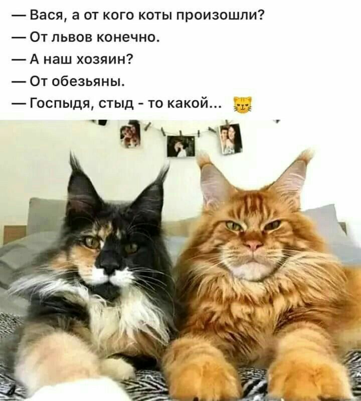 Вася а от кого коты произошли От львов конечно А наш хозяин От обезьяны Госпыдя стыд то какой 3 1