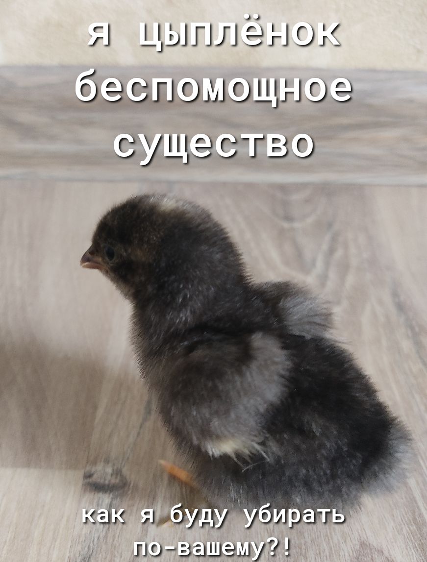 Я цыплёнок ЭПОМОЩ1ОЗ СЭСТЬО позашаму