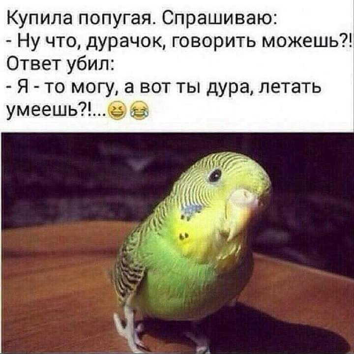 Купила попугая Спрашиваю Ну что дурачок говорить можешь Ответ убил Я то могу а вот ты дура летать умеешьб