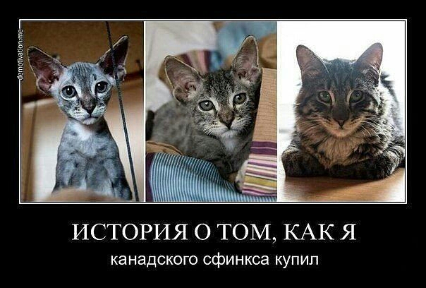 ИСТОРИЯ О ТОМ КАК Я канадского сфинкса купил