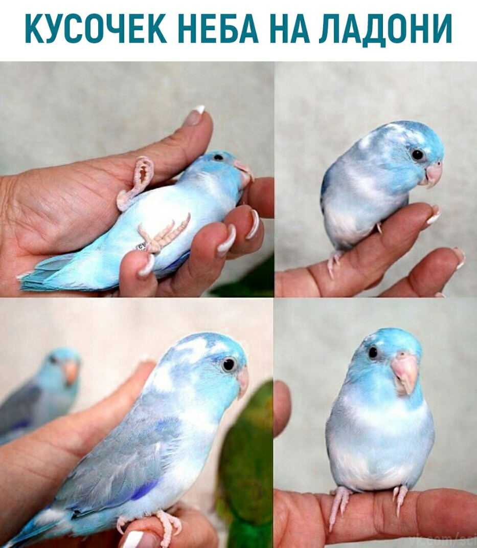 КУСОЧЕК НЕБА НА ЛАДОНИ