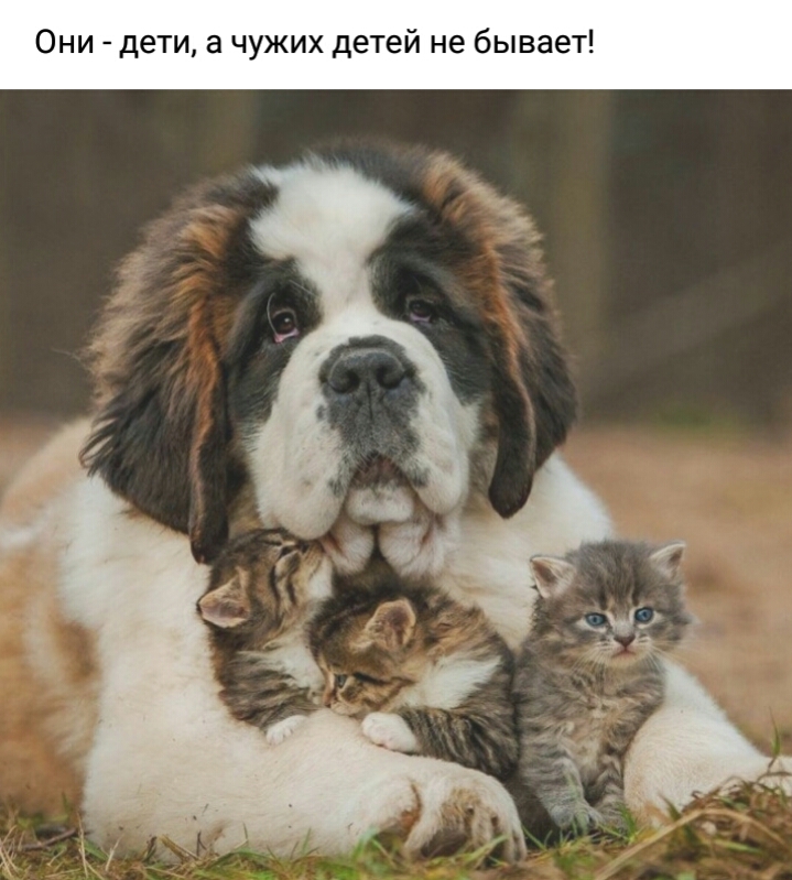 Они дети а чужих детей не бывает