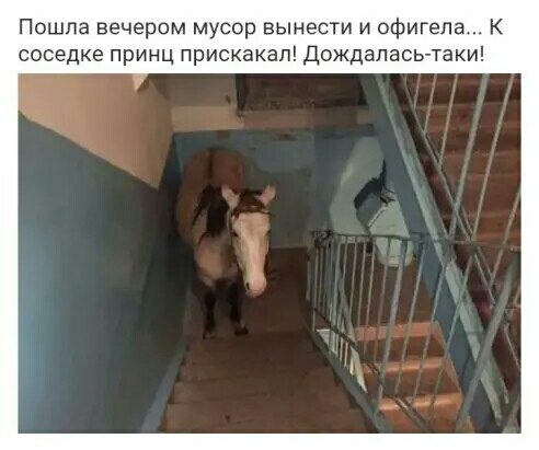 Пошла вечером мусор вынести и офигела К соседке принц прискакал Дождаласьтаки