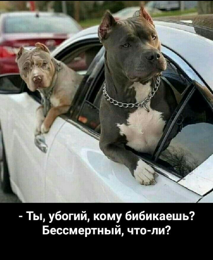 Ты убогий кому бибикаешь Бессмертный что ли