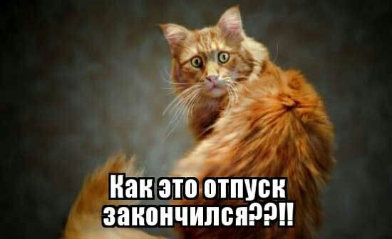 Как это отпуск заиоичипсиррп