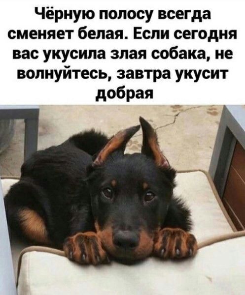 Чёрную полосу всегда сменяет белая Если сегодня вас укусила злая собака не волнуйтесь завтра укусит добрая