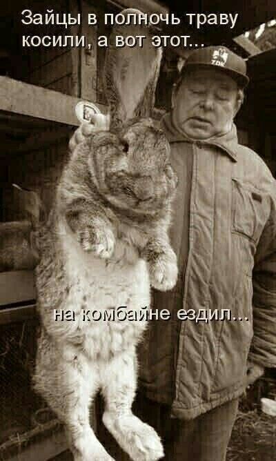 Зайцы в пойЪЬЧЬ траву косипика вят этот