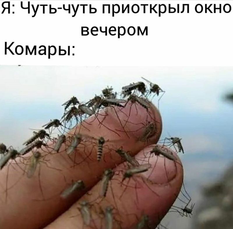 ЯЧутьчутьприоткрьп1окно вечером Комарьк