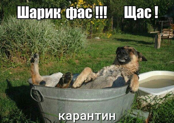 Шанин шас Щас