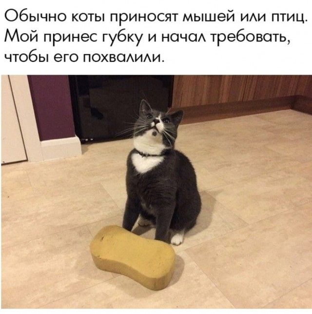 Обычно коты приносят мышей иди птиц Мой принес губку и ничо требовать чтобы его похвоАиАи