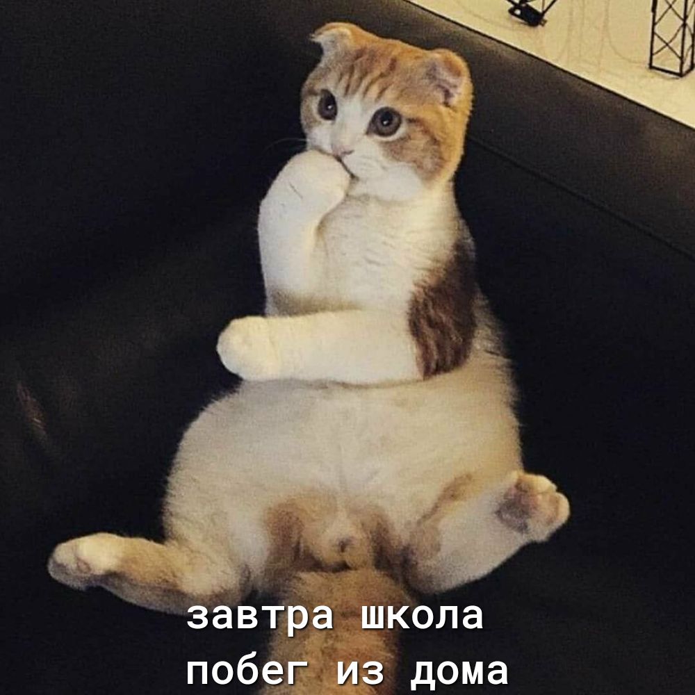 завтра школа побёд из дома