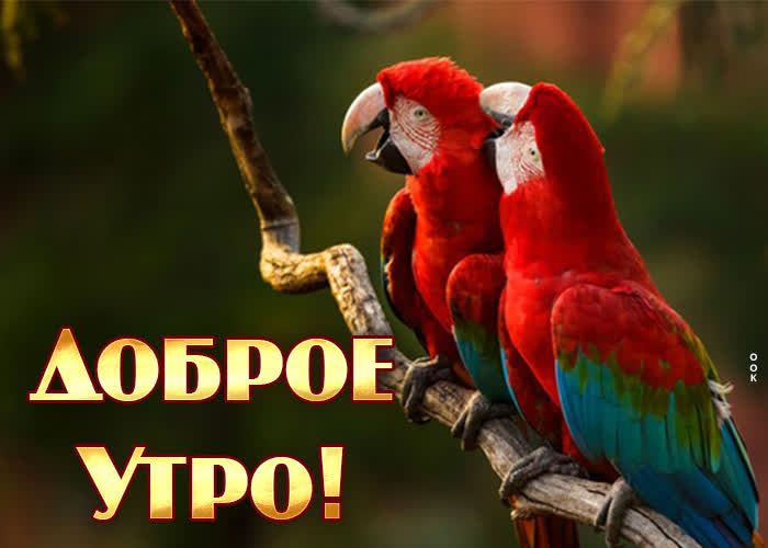 Аовропгэе _ Утро